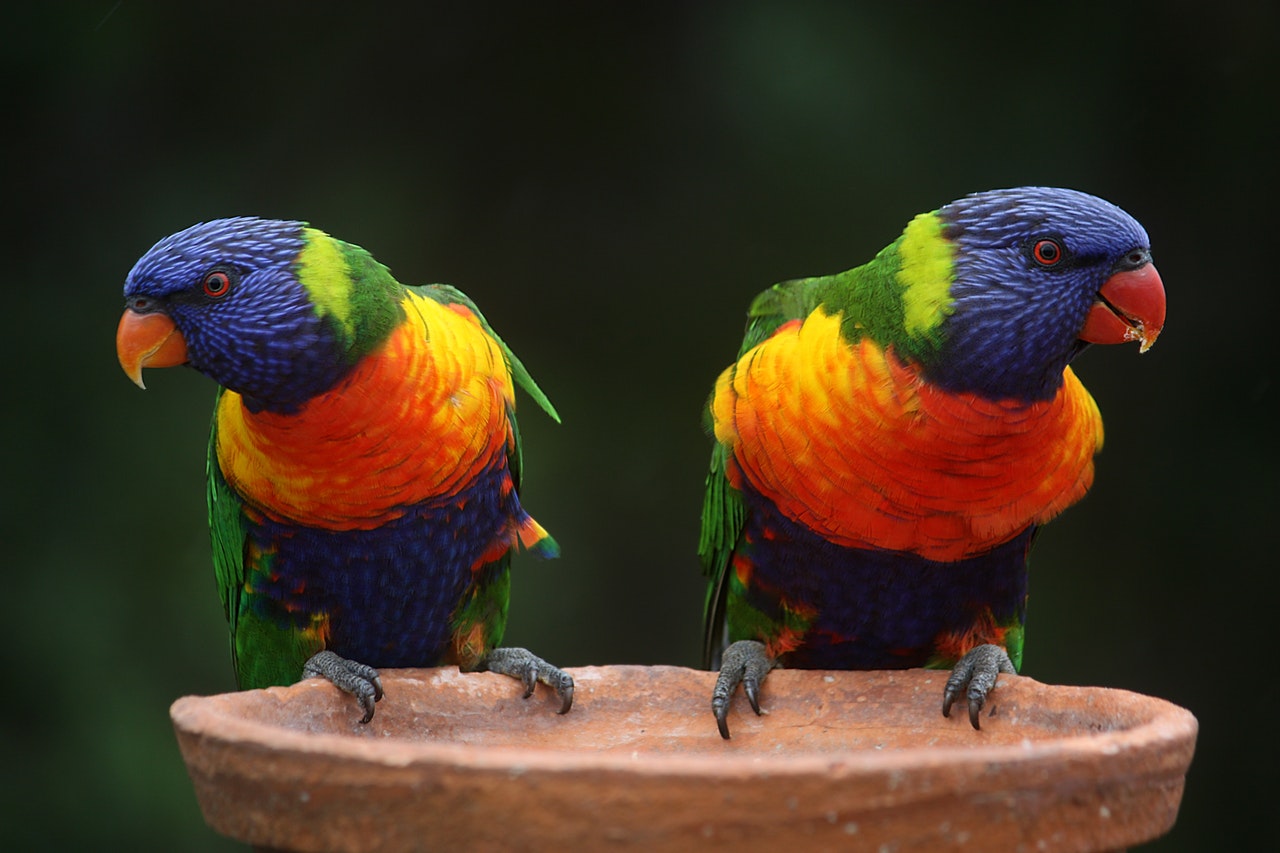 parrots